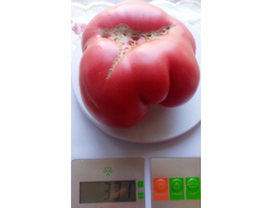 Томат Скуби