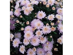 Сновидение