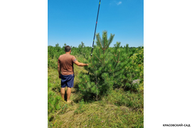 Сосна крымская Черная (Pinus nigra) – фото измерения перед посадкой - красовский-сад.рф