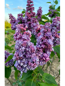 Сирень обыкновенная Ами Шотт