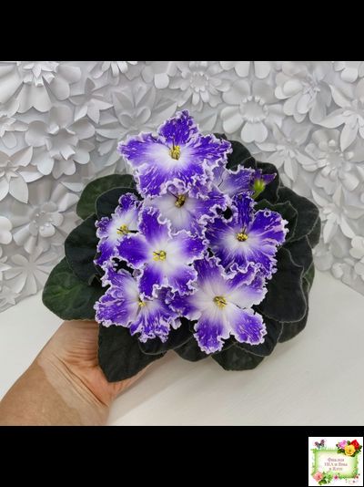 НД-Кристалл Сваровски (Н. Данилова-Суворова) 2019 г. (лист укоренённый)