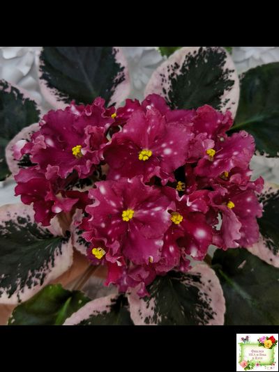 Rivermist Zeeva (J. Baker) (лист с детками укоренённый)