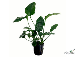 Anubias var. barteri«Broad leaf»