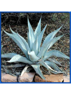 Agave asperrima