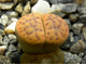 Lithops schwantesii 'triebneri' - 10 семян