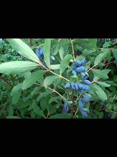 Морена (жимолость), 1год, ЗКС