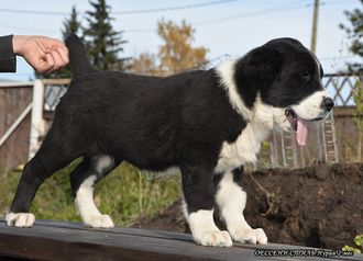 Сука №3. НУРАЙ. Продана