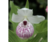 Cypripedium Ulla Silkens