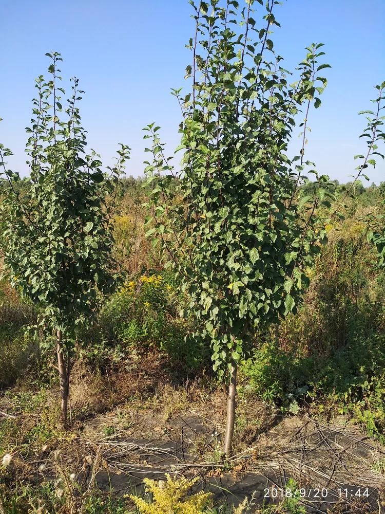 Слива 6-8лет