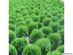 Туя Литл Гиант - Little Giant