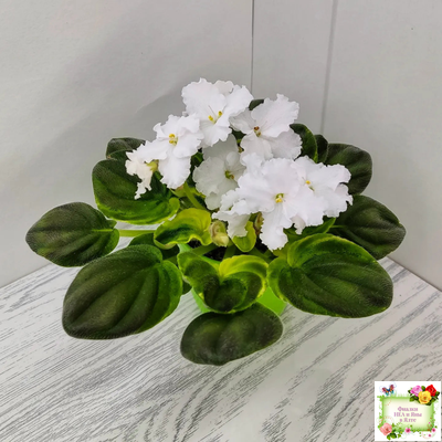 OS-Джунгарик (С.Осипова) (клакамас с кроновой пестролистностью)