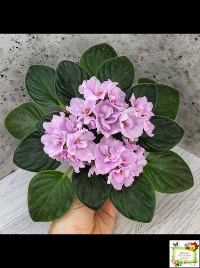 Hunter's Vertigo (K. Muzalewski)