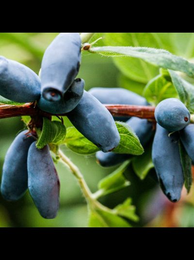 Тола (жимолость), 1-2года, ЗКС