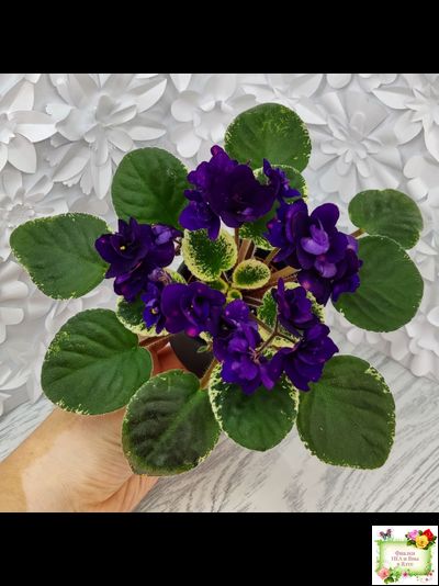 Mac's Smoldering Sapphire (G.McDonald)