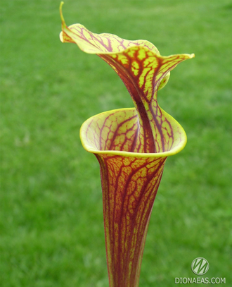 Sarracenia Flava var. Rubricorpora