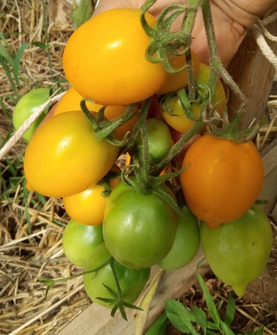 Томат Чудо света