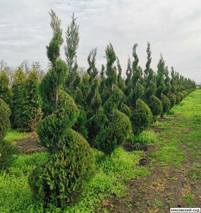 Топиар из Купрессоципариса Лейланда - Leyland Cypress
