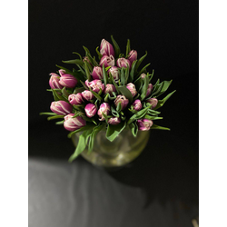 Тюльпаны пионовидные 25 шт