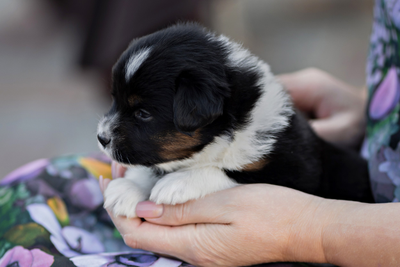 щенок mas - девочка с ЖЕЛТЫМ ошейничком Д-2025, окрас черный триколор, на фото возраст 25 дней