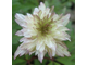 Anemone nemorosa Explosion