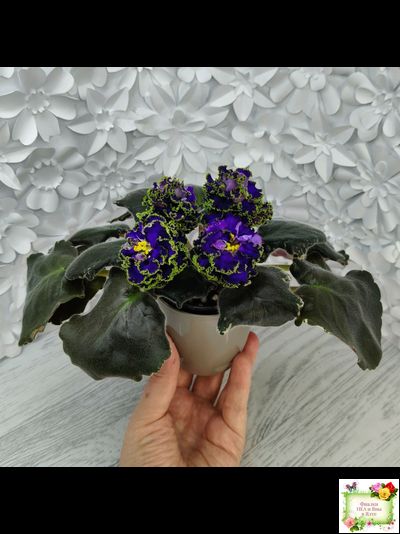 ЕК-Кудри Посейдона (Е.В. Коршунова) 2017 г. (лист посажен 01.11.25)