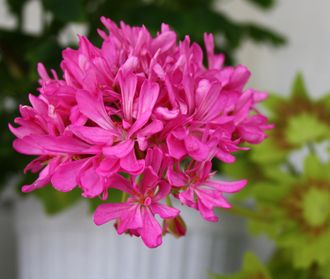 Dr.Magnusson - пеларгония  звездчатая (стеллар)  - описание сорта, фото - купить черенок в Перми