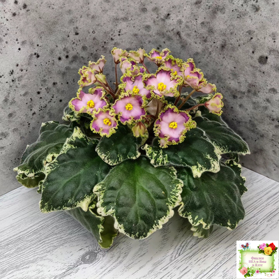 НД-Вербена (Н. Данилова-Суворова) 2021 г.