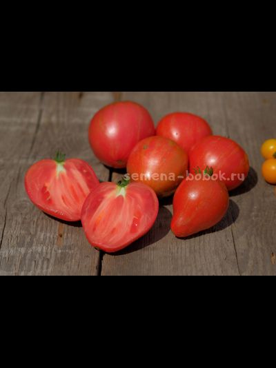 Томат Dwarf Rebel Starfigter Grandpa's Heart (Гном Восставший Звездный Истребитель Дедушкино Сердце), 10 шт