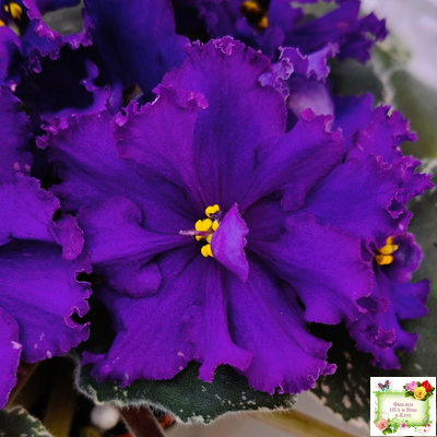 РМ-Черный Оникс (Н. Скорнякова) 2023 г.