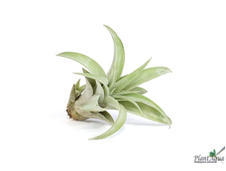 Тилландсия Capitata