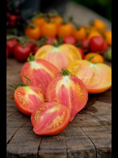Томат Искушение, 10 шт