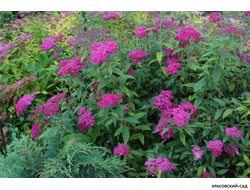 Спирея Дартс Ред - Dart`s Red