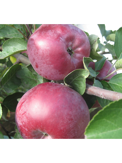 Спартан (яблоня)