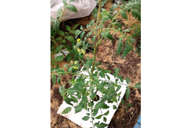 Молодой кустик томата, сорт Сладкий крем