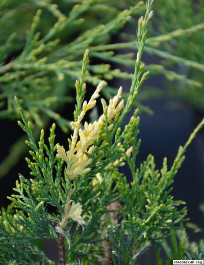 Можжевельник Уайт Сплеш - White Splash