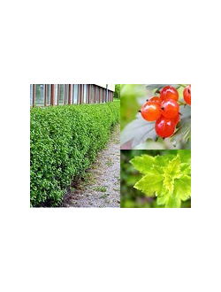 Смородина альпийская Schmidt