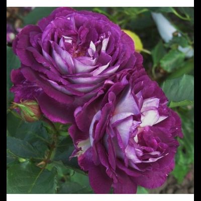 Хоровое общество Хаддерсфилда(Huddersfield Choral Society)