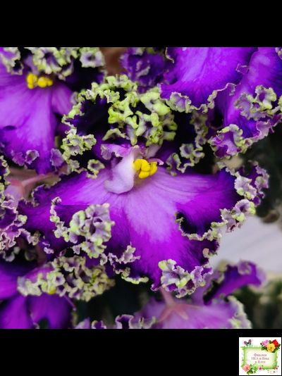 ЛЕ-Галатея Люкс (Е. Лебецкая) 2019 г. (лист укоренённый)