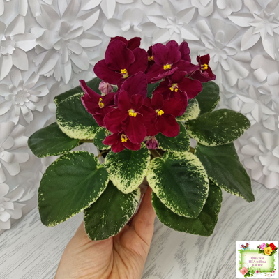 Mac's O'Scarlet O'Hara (G.McDonald) (Макс ОСкарлет Охара)