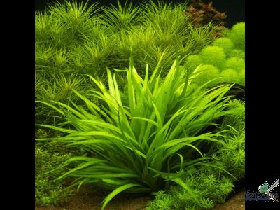 Эхинодорус квадрикостатус