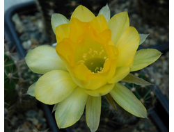 Echinopsis hybrid `Банан` - 10 семян