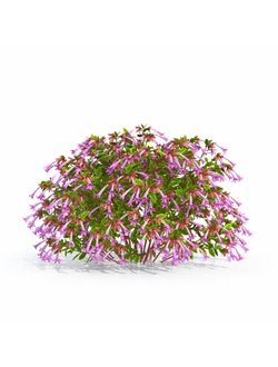 кусты Абелия обильноцветковая v01_a