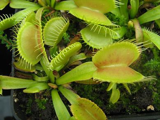 Dionaea muscipula "Dingley Giant"