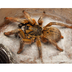 Augacephalus breyeri