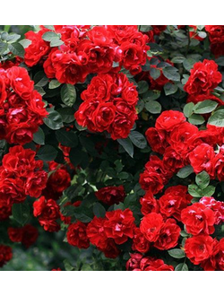 роза плетистая  крупноцветковая "фламентанц"
