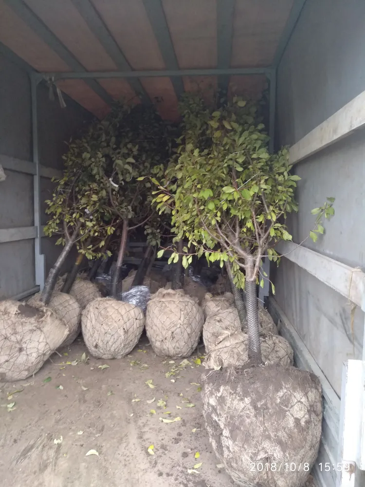 Плодовые 5-7лет