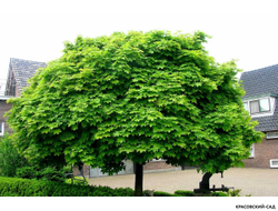 Клен остролистный Глобосум - Globosum