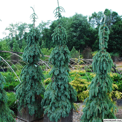 Ель Глаука Пендула - Glauca Pendula
