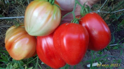 Томат Мамино сердце (Mom’s Heart) Румыния