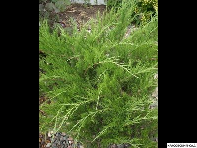 Можжевельник казацкий Кнап Хилл - Knap Hill